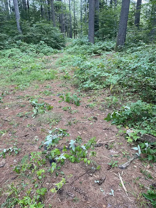 Schroon River Campsites Inc 5