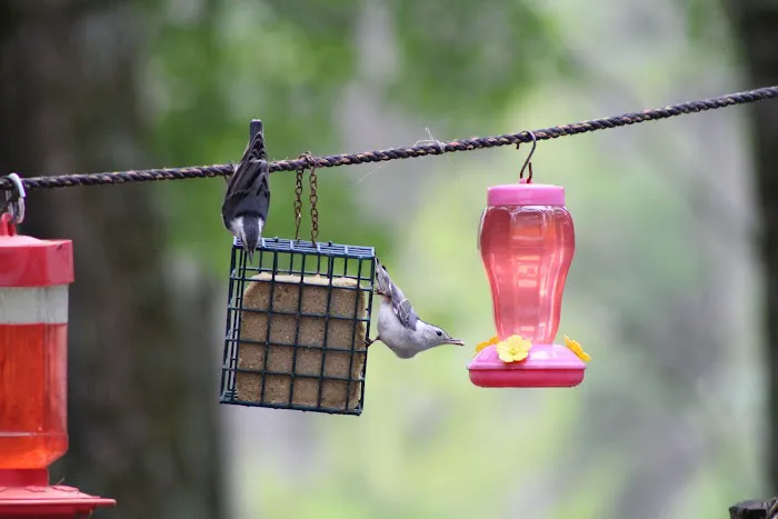 Wakonda Family Campground 4
