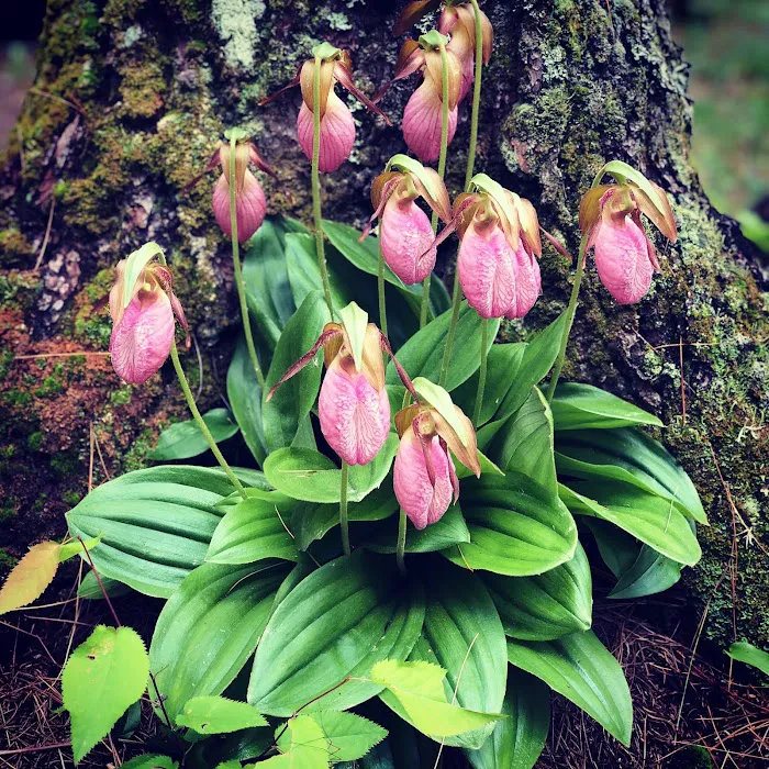 Rancho Pines Campground 2