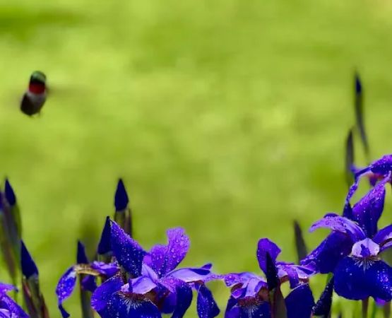 Quechee Pine Valley Campground