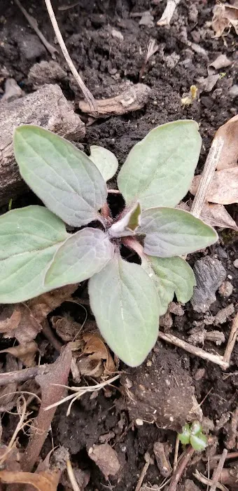 4-Mile Campsite (Appalachian Trail) 6