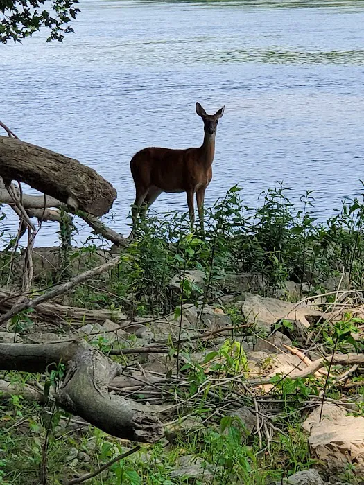 Big Woods Campsite 9