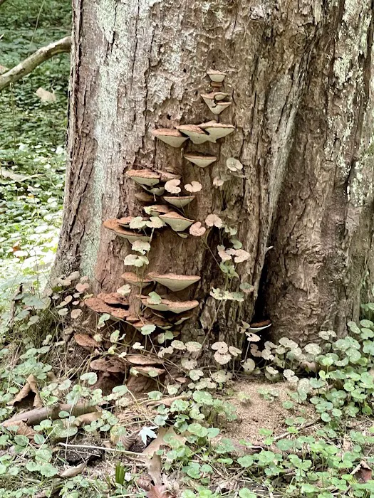 Big Woods Campsite 1