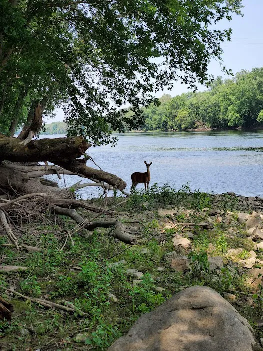 Big Woods Campsite 6