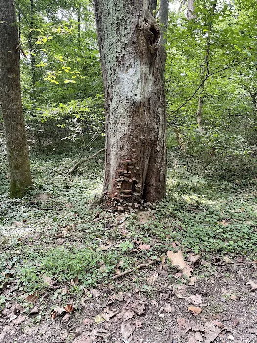 Big Woods Campsite 5