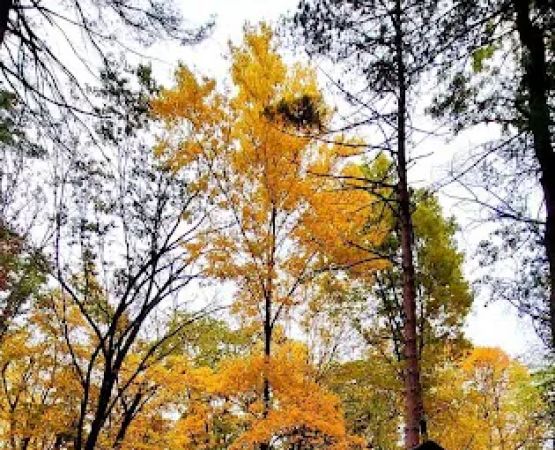 Letchworth State Park D Cabins