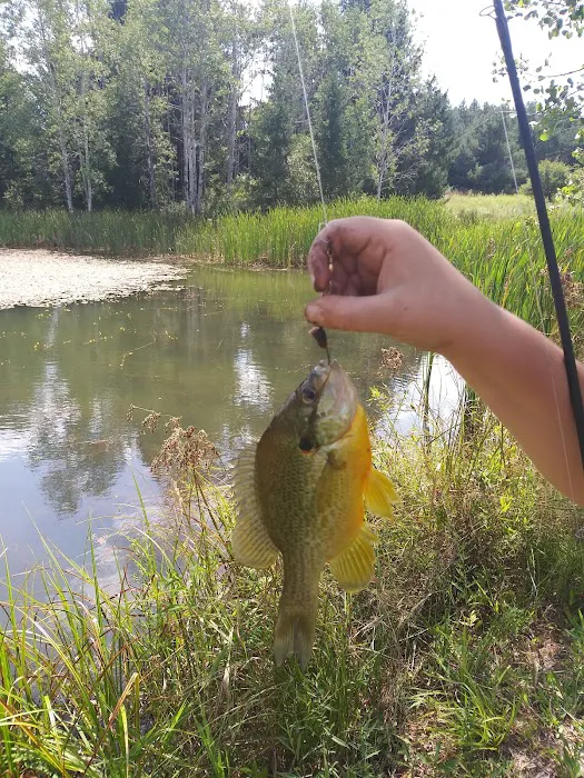 Rushford Lake Campground 7