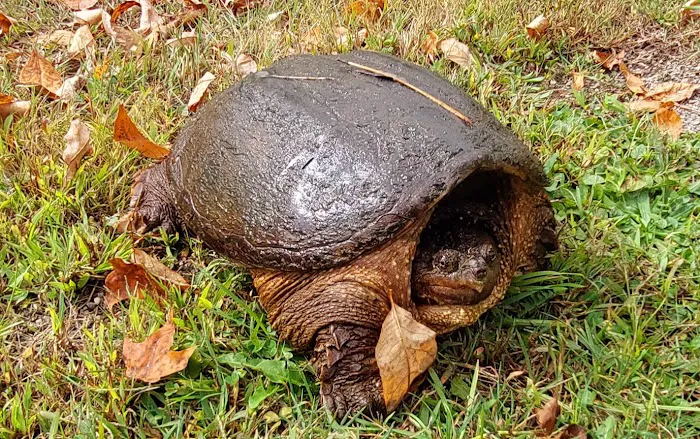 Allegany State Park - Quaker Rental Office 5