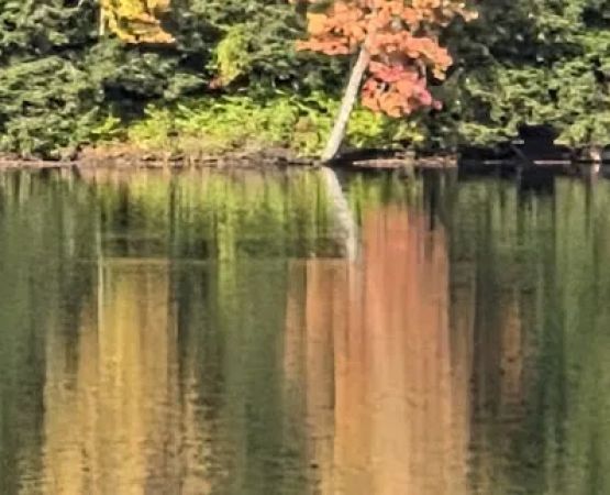 Quaker lake allegany State Park