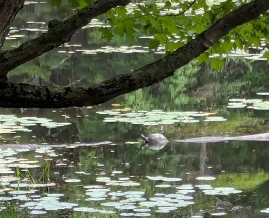 Lorraine Park Campground