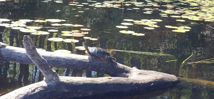 Beaver Pond Campground at Bear Brook State Park 3