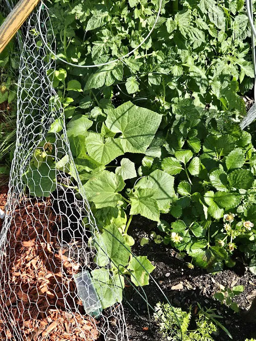 Kingston Cottage By The Lake 6