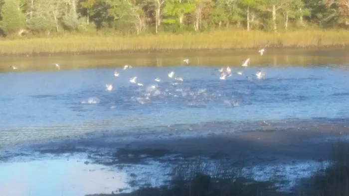 Tremont Advent Christian Campmeeting Association 3