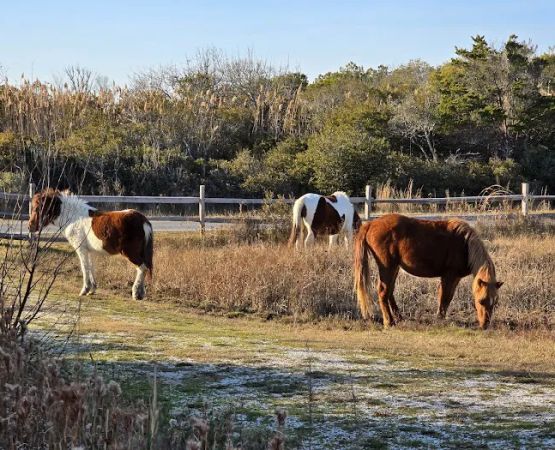 Horse Campground Reservation