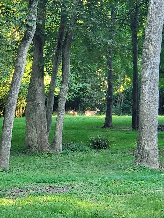 Carter's Cove Campground 4