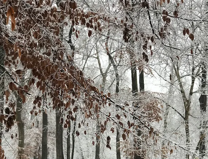 Carter's Cove Campground 7