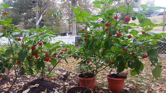 Colony Mobile Home Park 5