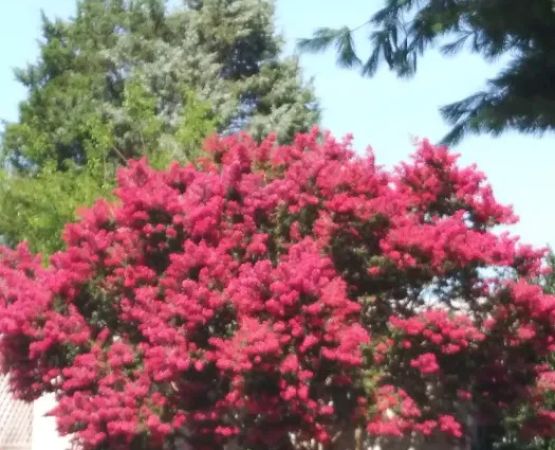 Suburban Mobile Village