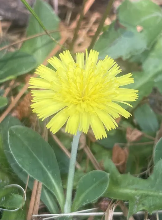 Forestry Department 0