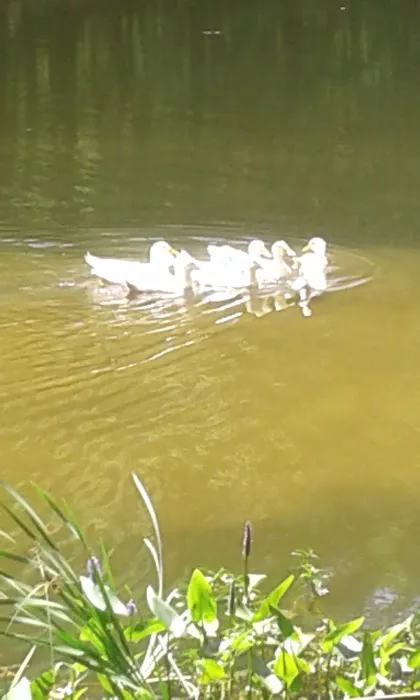 Cedar Mountain Campground 2