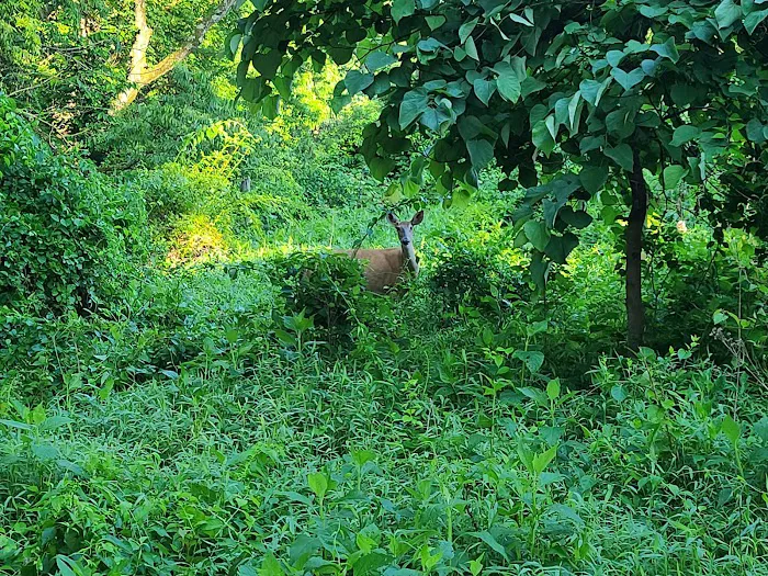 Sky Meadows Campground 5