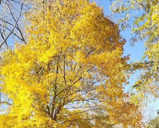 Orchard Grove Village Mobile Home Community