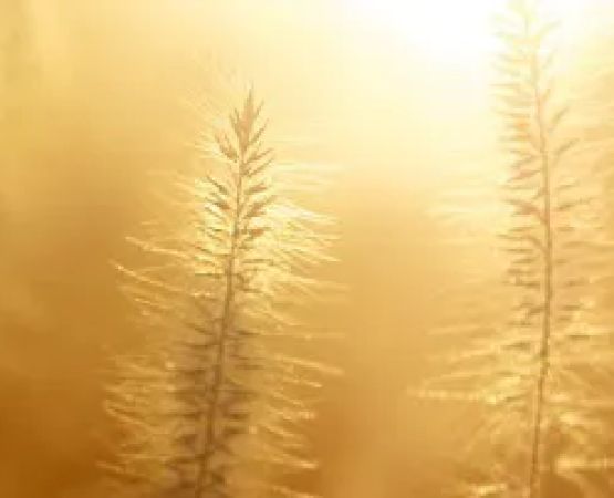 Galvins Manufactured Home Community