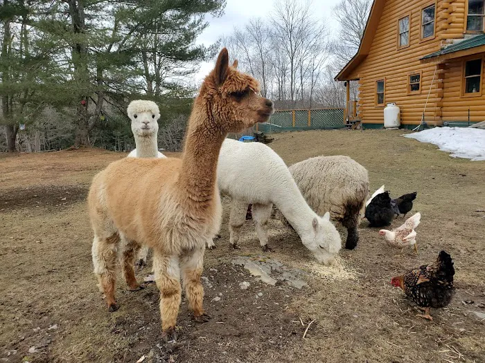 Grandmother Pine Tent Deck 3