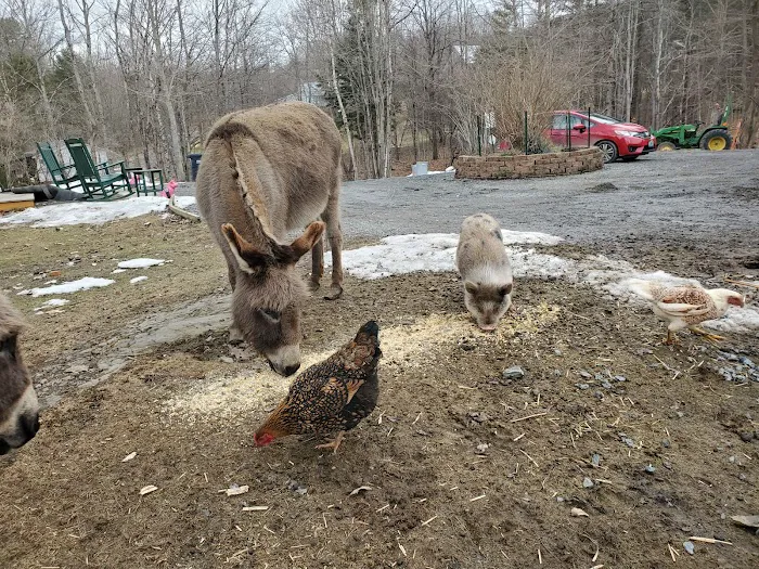 Grandmother Pine Tent Deck 7