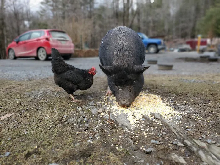 Grandmother Pine Tent Deck 5