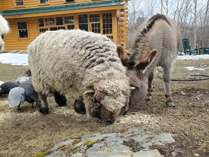 Grandmother Pine Tent Deck 4