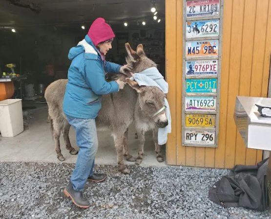 Grandmother Pine Tent Deck