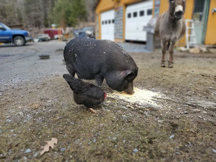 Grandmother Pine Tent Deck 8