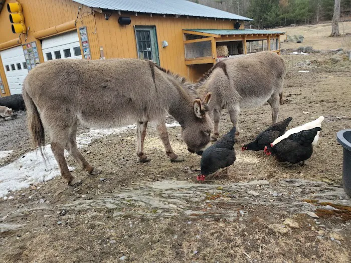 Grandmother Pine Tent Deck 1