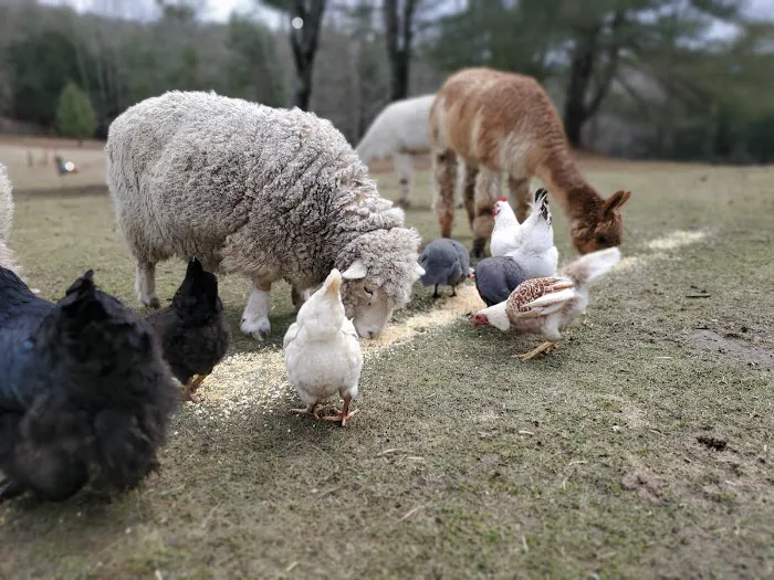Grandmother Pine Tent Deck 2