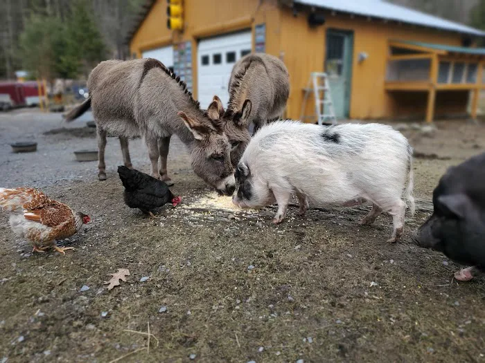 Buddha North Tent Deck 1