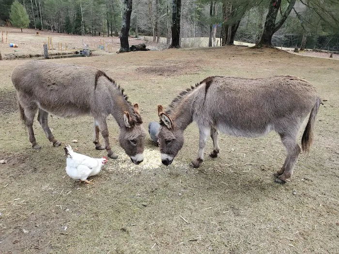 Buddha North Tent Deck 4