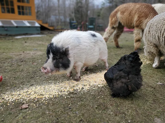 Buddha North Tent Deck 0
