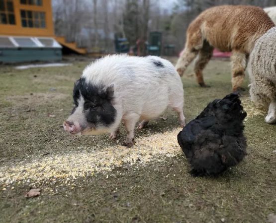 Buddha North Tent Deck
