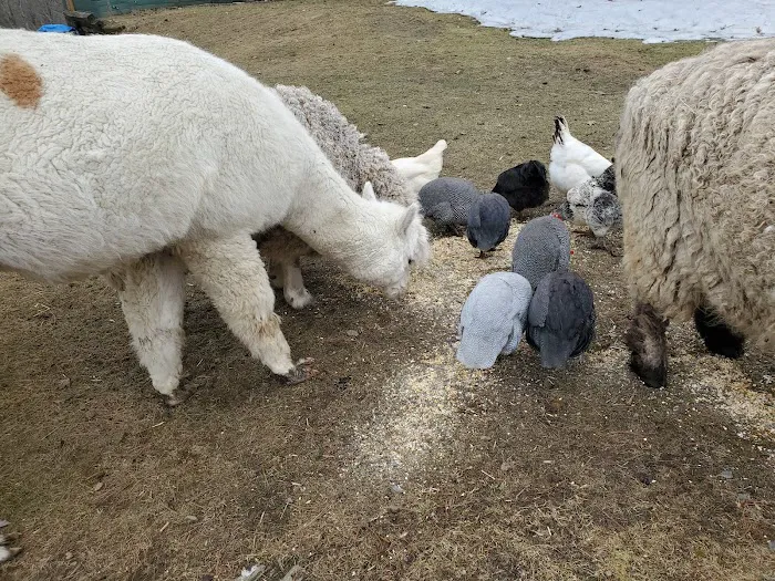 Buddha North Tent Deck 7