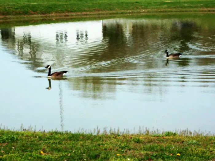 Leatherman's/Falling Waters Campsite 8