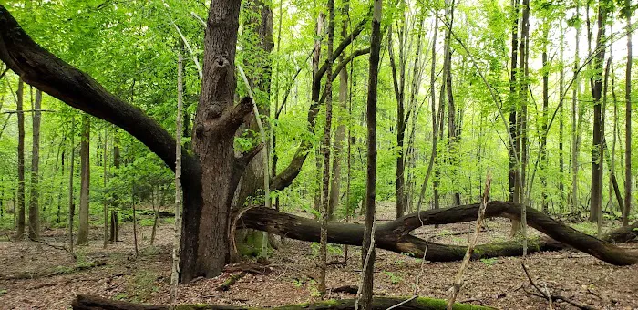 East Otto State Forest Campground 8