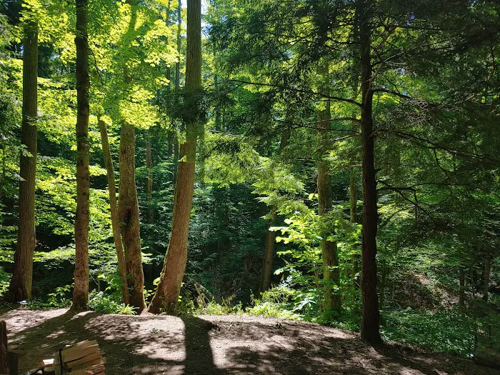 East Otto State Forest Campground 1