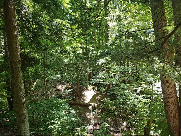 East Otto State Forest Campground 3