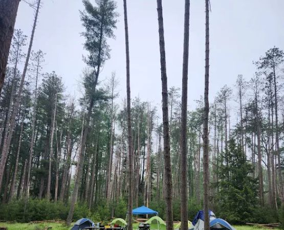 Cook Forest Group Sites