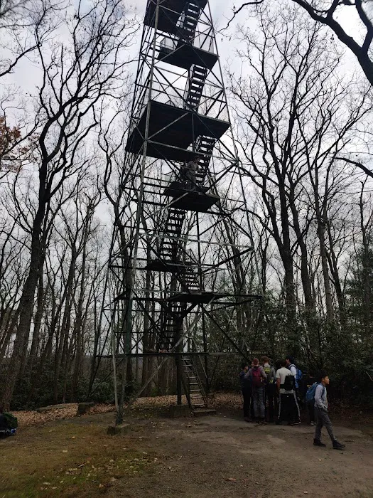 Cook Forest Group Sites 6