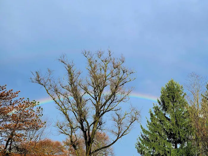 Cook Forest Group Sites 2