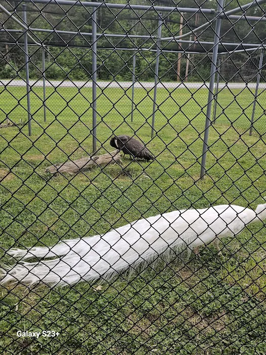 Three Valley Campground 4