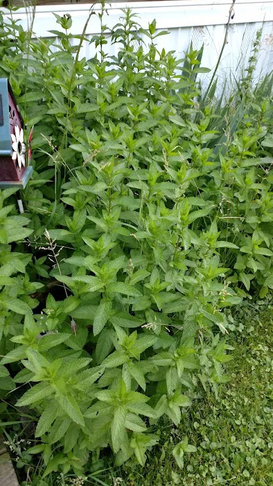 Farmington Manufactured Home Community 2