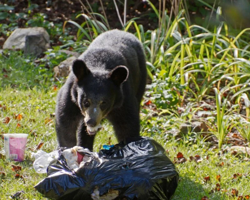 How to Store Food Safely in Bear Country